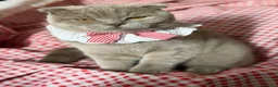 Scottish Fold cats for sale: Female Lilac Scottish Fold Kitten - Advert 2