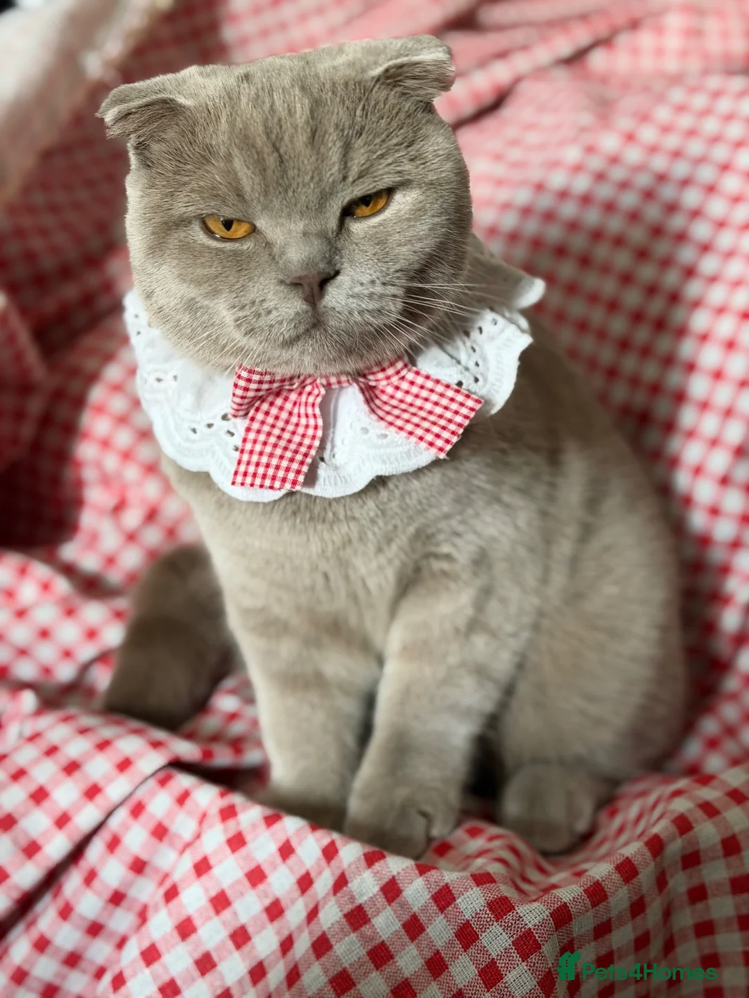 Scottish Fold cats for sale: Female Lilac Scottish Fold Kitten - Advert 2