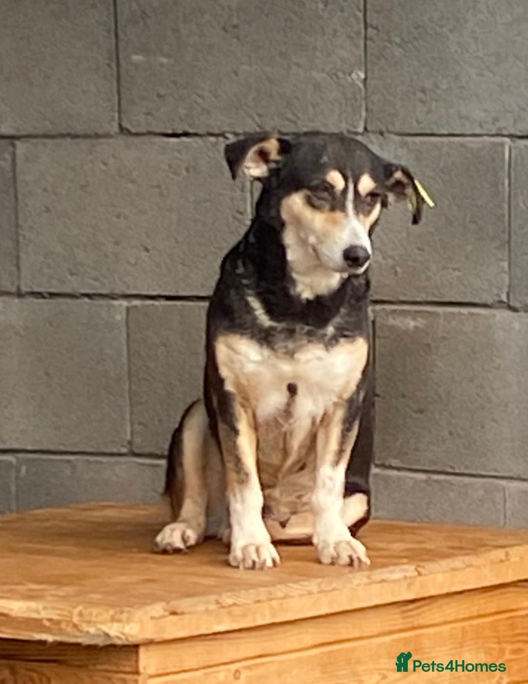 Mixed Breed dogs for adoption: Charm. Approx 7 years. Available for adoption. - Advert 1