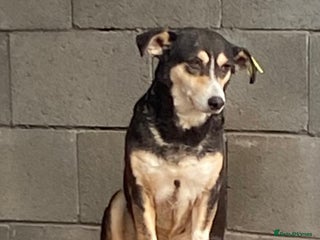 Mixed Breed dogs Charm. Approx 7 years. Available for adoption. - Advert 3