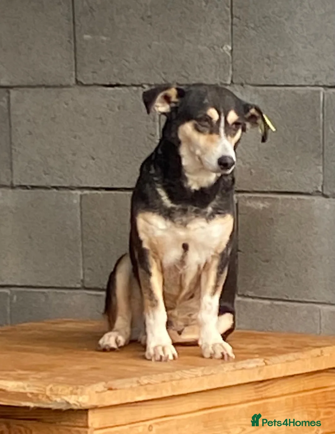 Mixed Breed dogs for adoption: Sybil, Approx 7 years. Available for adoption. - Advert 1
