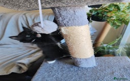 British Longhair cats for sale: British Longhair mix Kittens  - Image 13