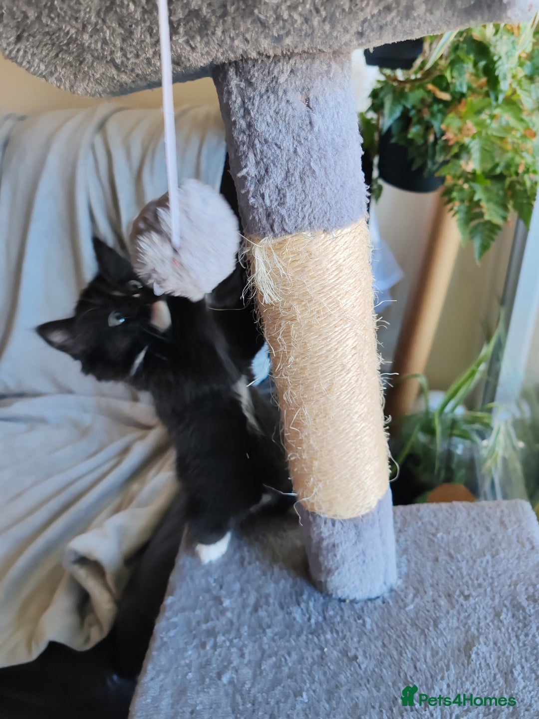 British Longhair cats for sale: British Longhair mix Kittens  - Image 13