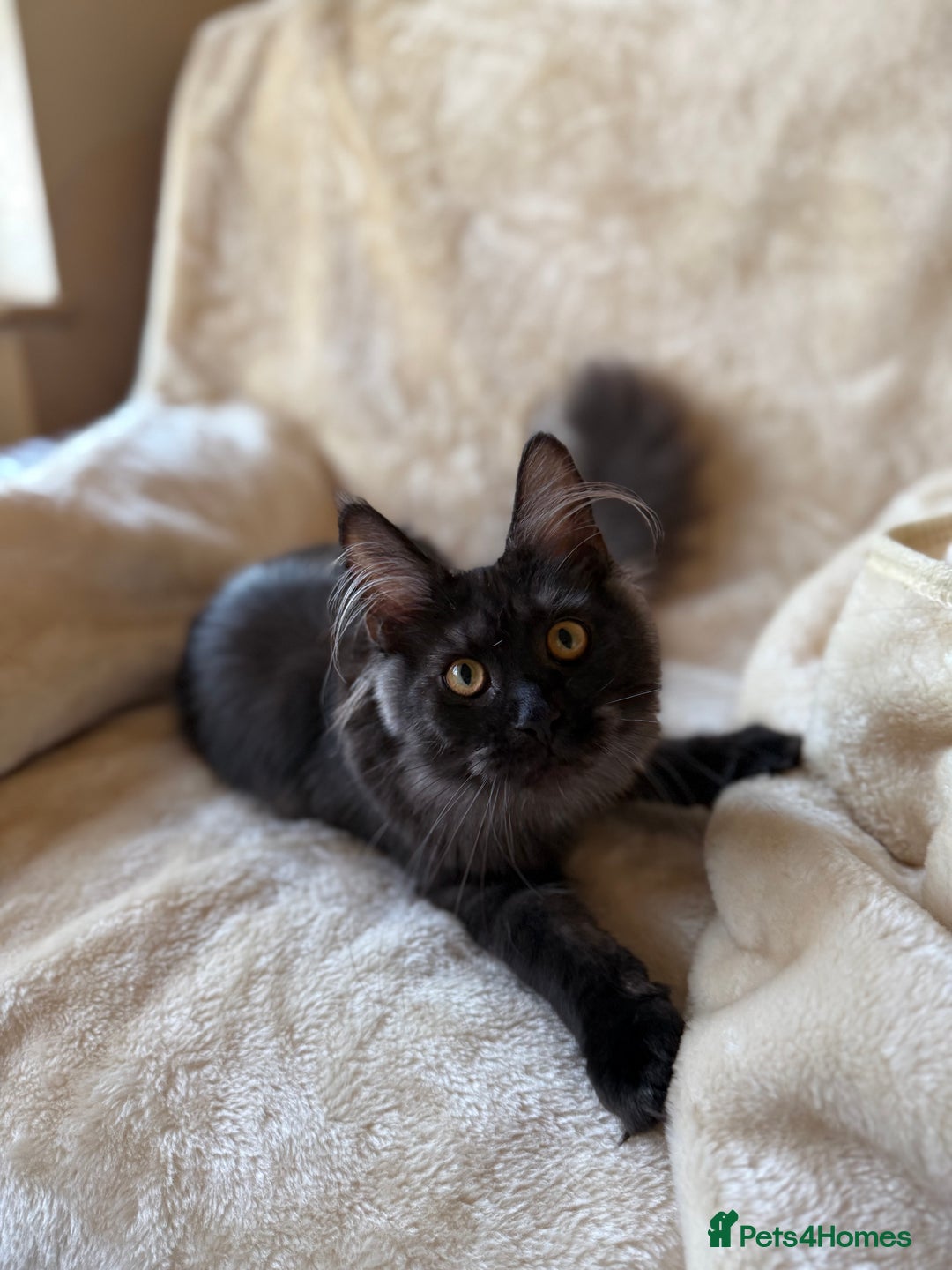 Maine Coon cats for sale: Pedigree GCCF Russian Import line Maine Coons - Advert 34