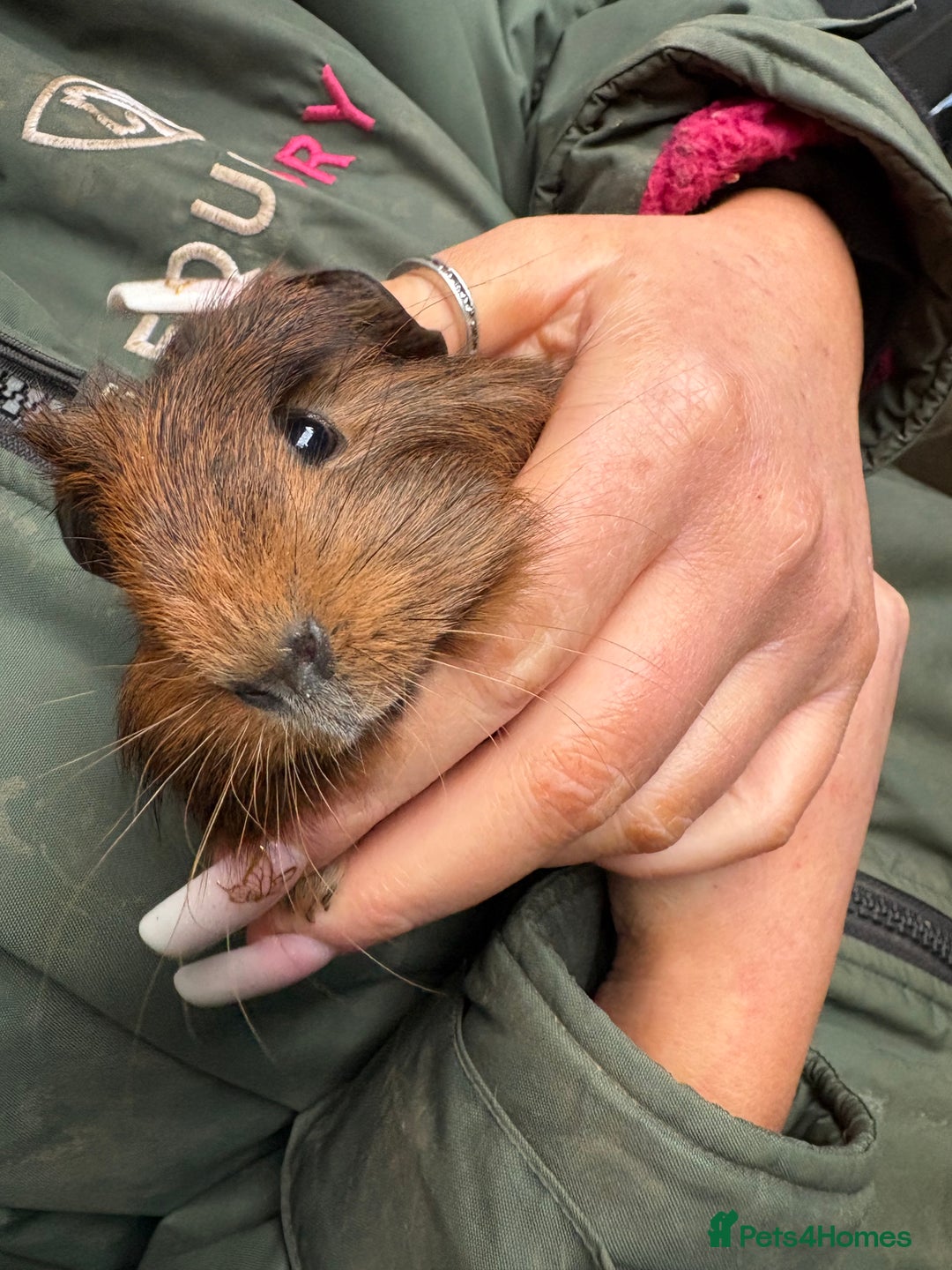 Guinea Pig rodents for sale: Beautiful boys looking for new homes  - Advert 4