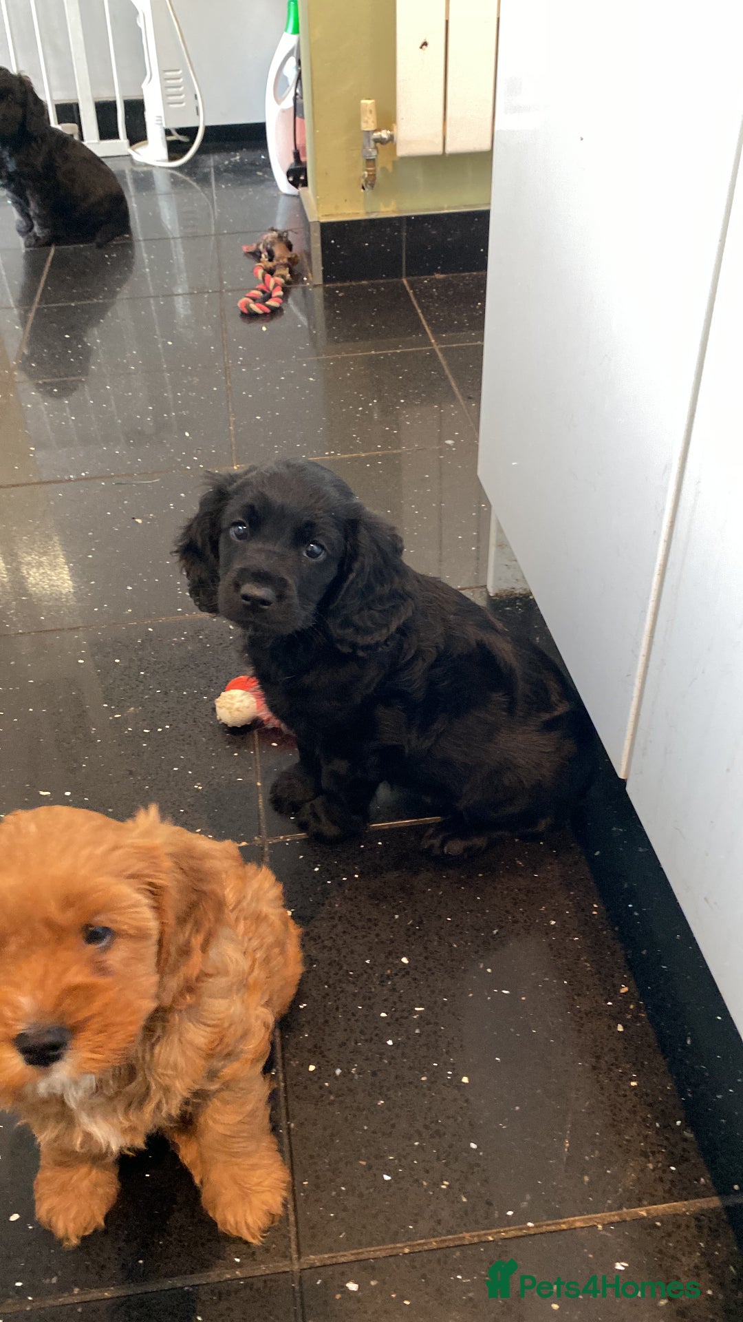 Cavapoo dogs for sale: Gorgeous Cavapoo puppies  - Advert 5