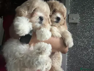 Maltipoo dogs 🐾 Russian Toy Poodle&Korean Maltese Male Puppies - Advert 2