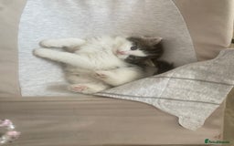 RagaMuffin cats for sale: Beautiful ragdoll x kittens 1 LEFT READY NOW - Image 24