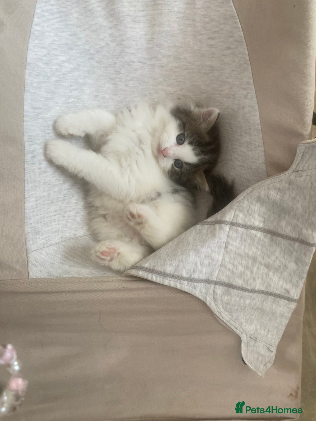 RagaMuffin cats for sale: Beautiful ragdoll x kittens 1 LEFT READY NOW - Image 24