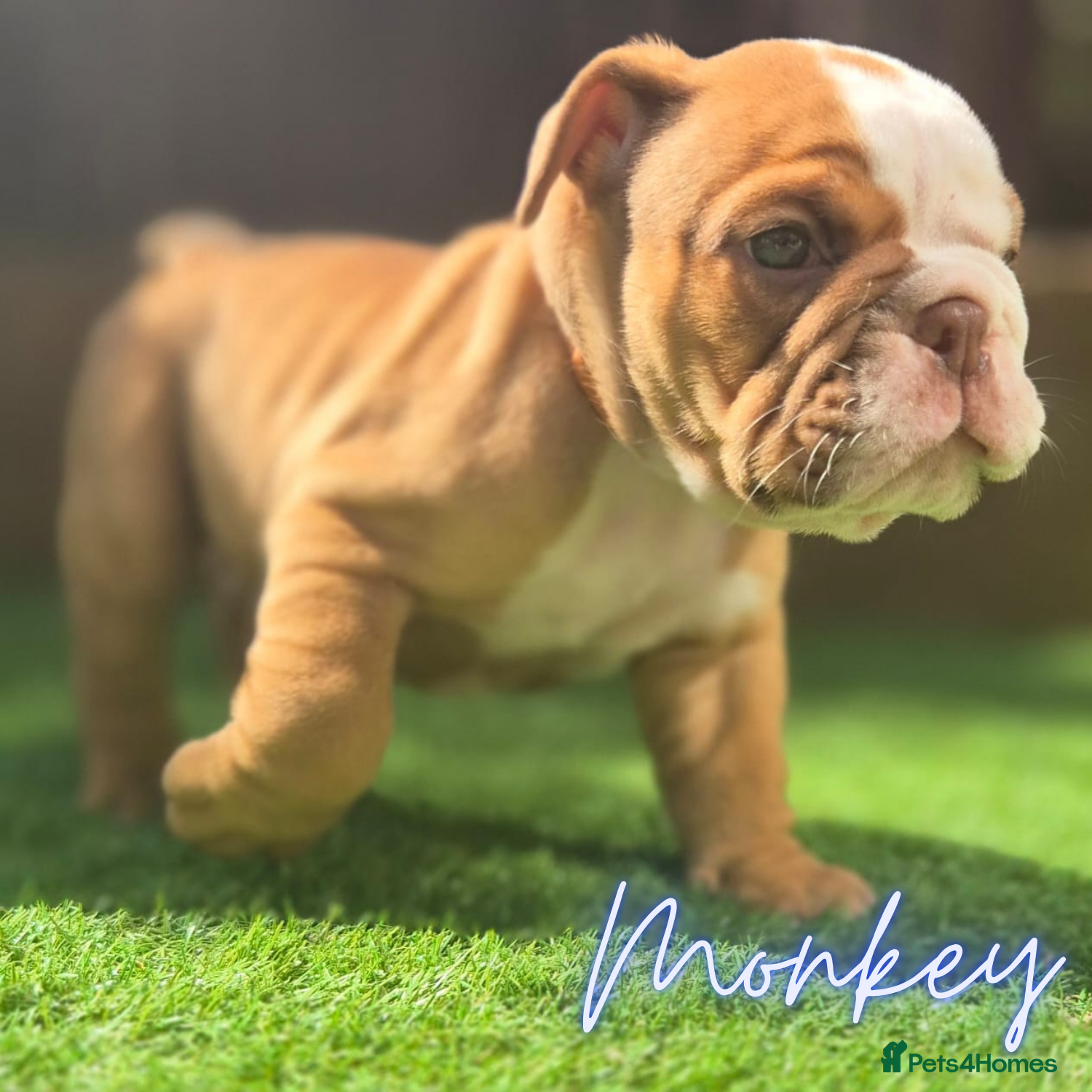 English Bulldog dogs Exceptional KC Registered British Bulldog Puppies - Advert 1