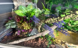 Corn Snake reptiles for sale: Corn snake and viv - Image 6