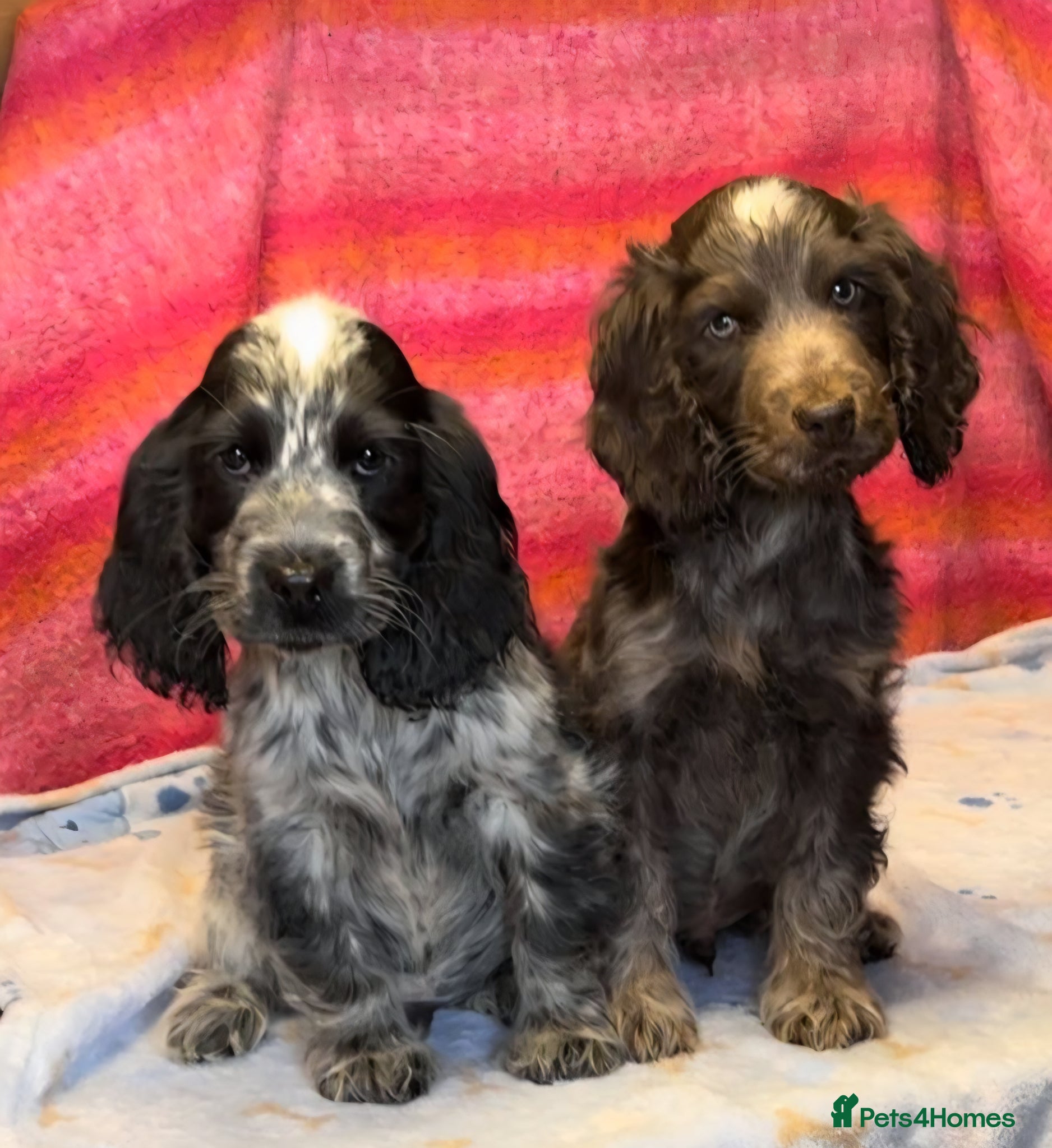 Cocker Spaniel dogs  Kc reg show cocker ready to leave  - Advert 2