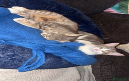 British Shorthair cats for sale: Missy & her 3 kittens & adopted rescue kitten scar - Image 1