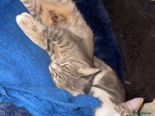 British Shorthair cats - Advert 15