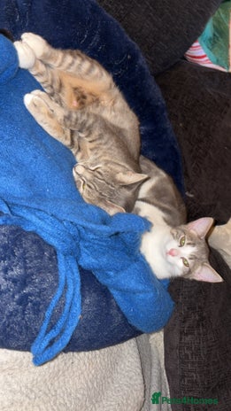 British Shorthair cats - Advert 6