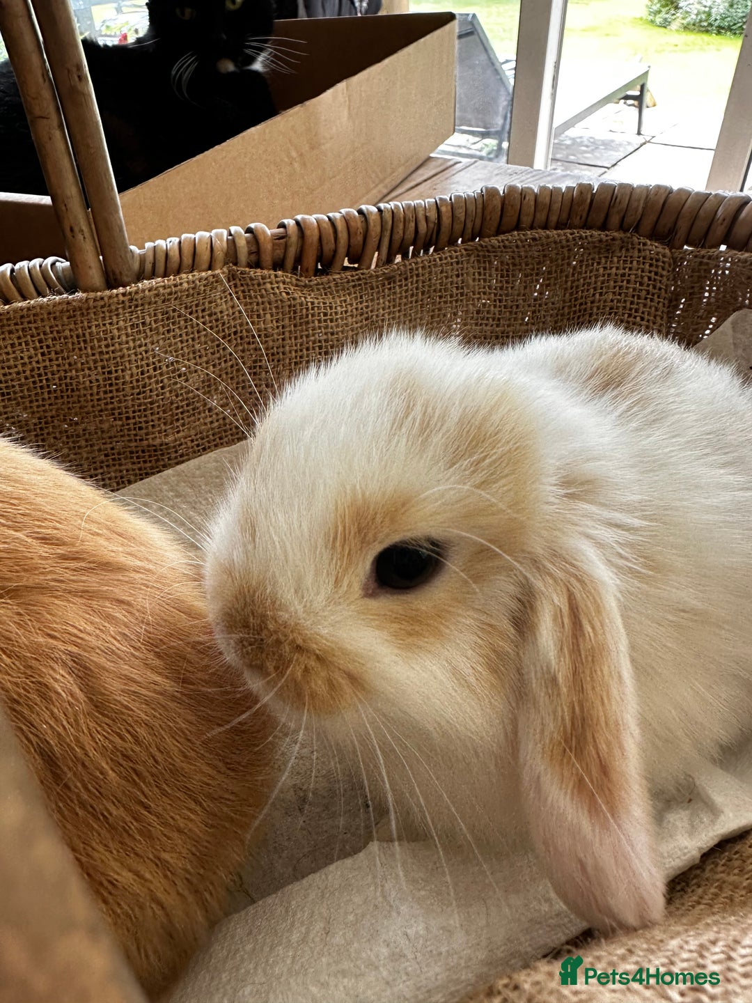 Mini Lion Lop rabbits for sale: Pure bred mini lop bunnies in Uckfield - Image 19