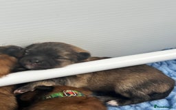 Pomeranian dogs for sale: Gorgeous Pomeranian Puppies, 2 Boys and Two Girls - Image 3