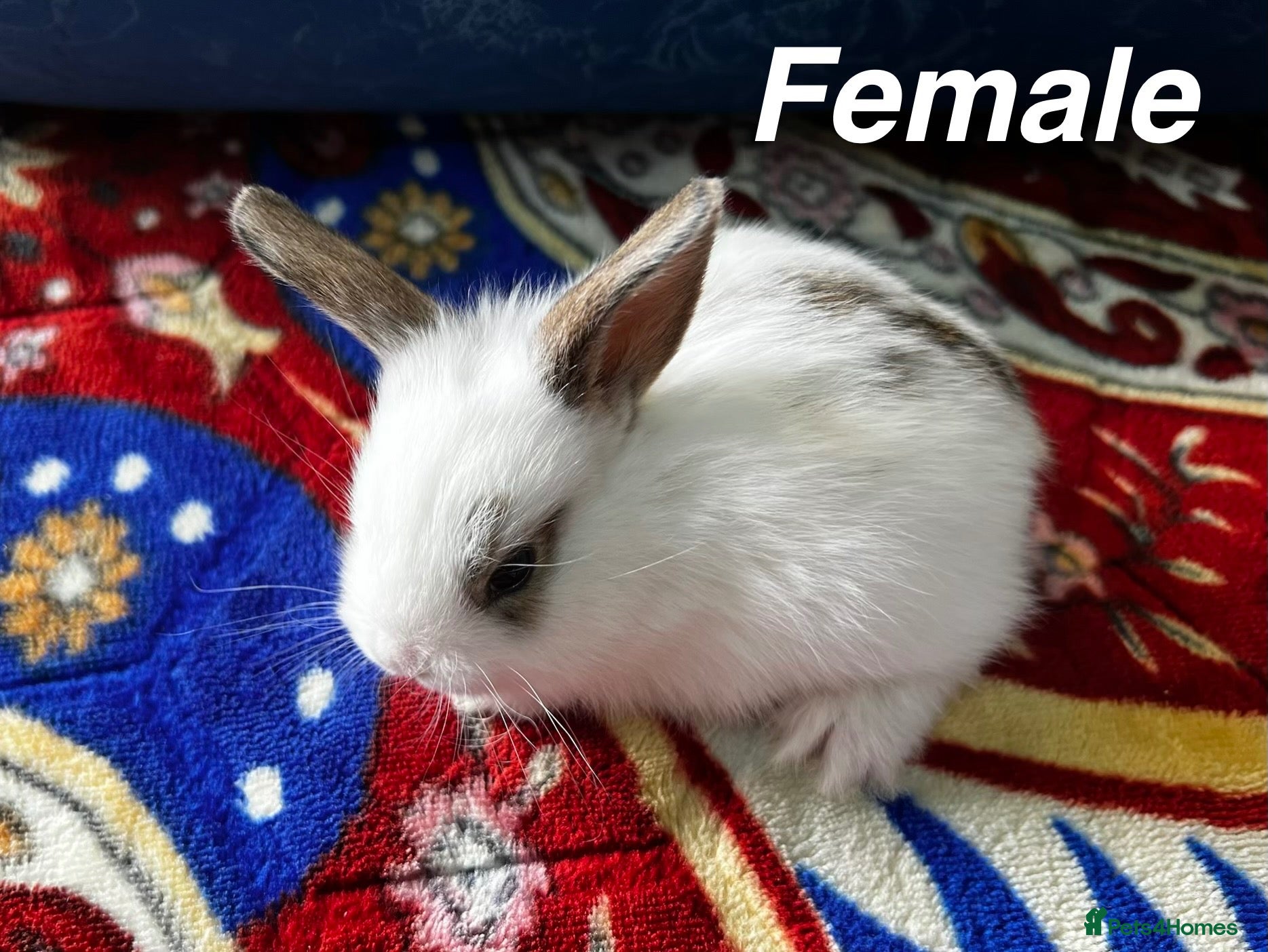 Mini Lop rabbits Mini lop rabbit  - Advert 2