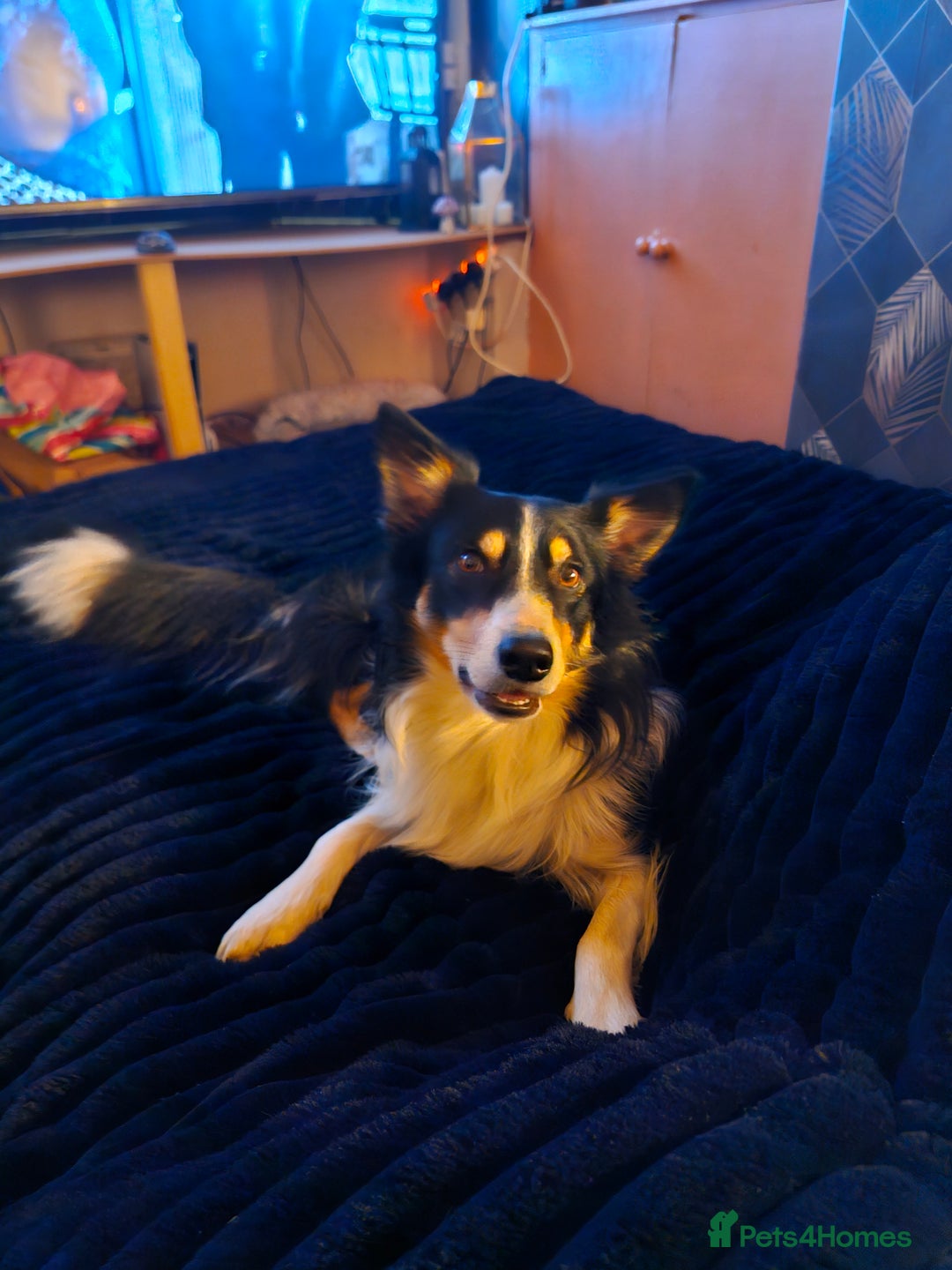 Border Collie dogs for stud: Welsh collie tri colour  - Advert 10