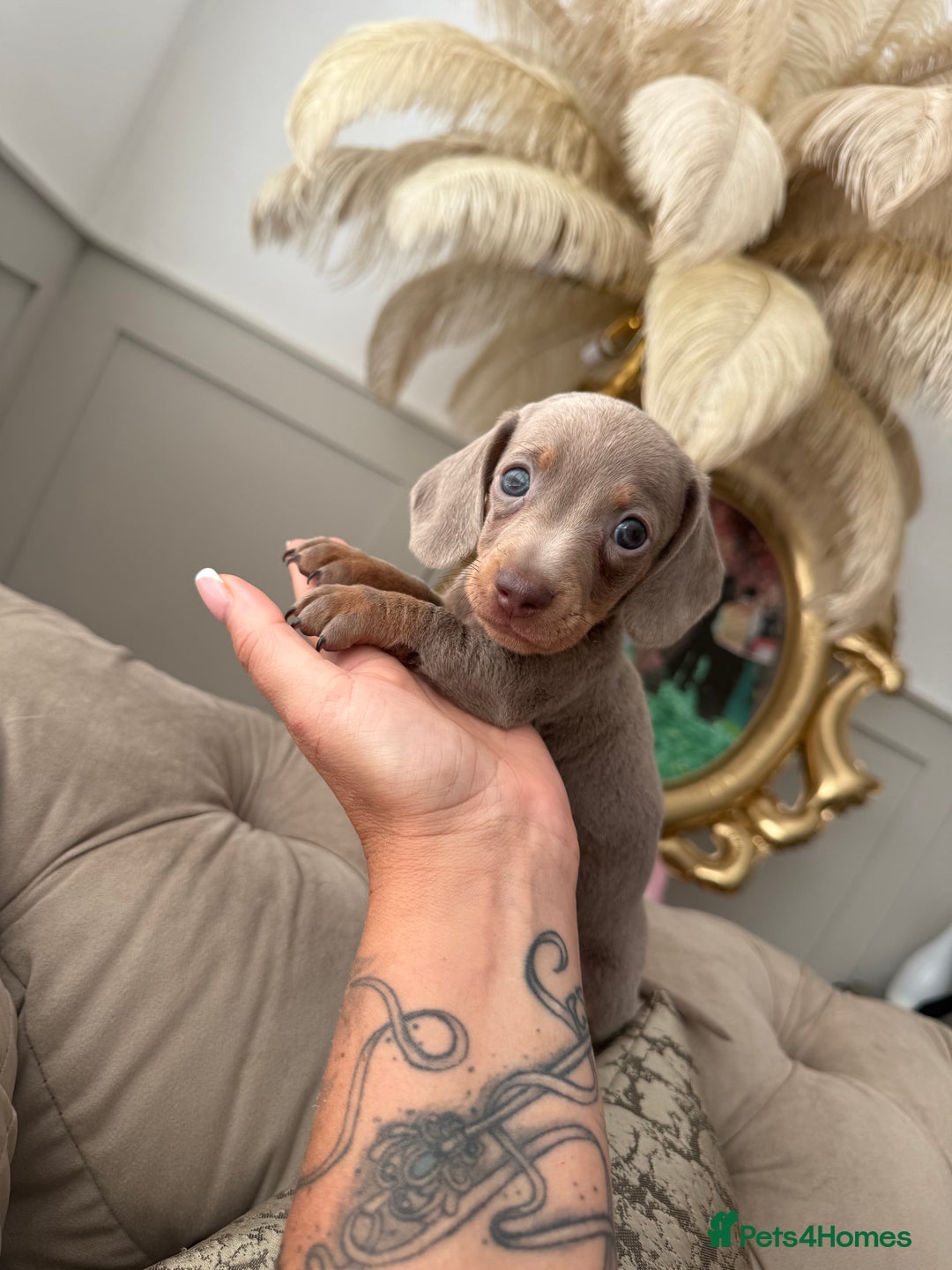 Miniature Dachshund dogs for sale: Beautiful smoothed haired miniature Dachshunds - Advert 5