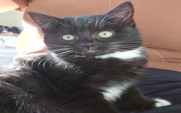 Mixed Breed cats for sale: Fluffy Female Kitten 10 weeks old  - Advert 1