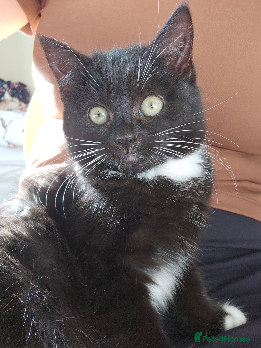 Mixed Breed cats for sale: Fluffy Female Kitten 10 weeks old  - Advert 1