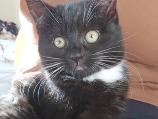 Mixed Breed cats for sale: Fluffy Female Kitten 10 weeks old - Advert 2