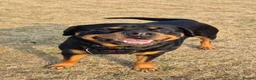 Rottweiler dogs for sale: 5* Rottweiler Puppies  in Wadebridge - Advert 4
