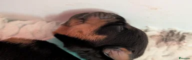 Rottweiler Puppy 1