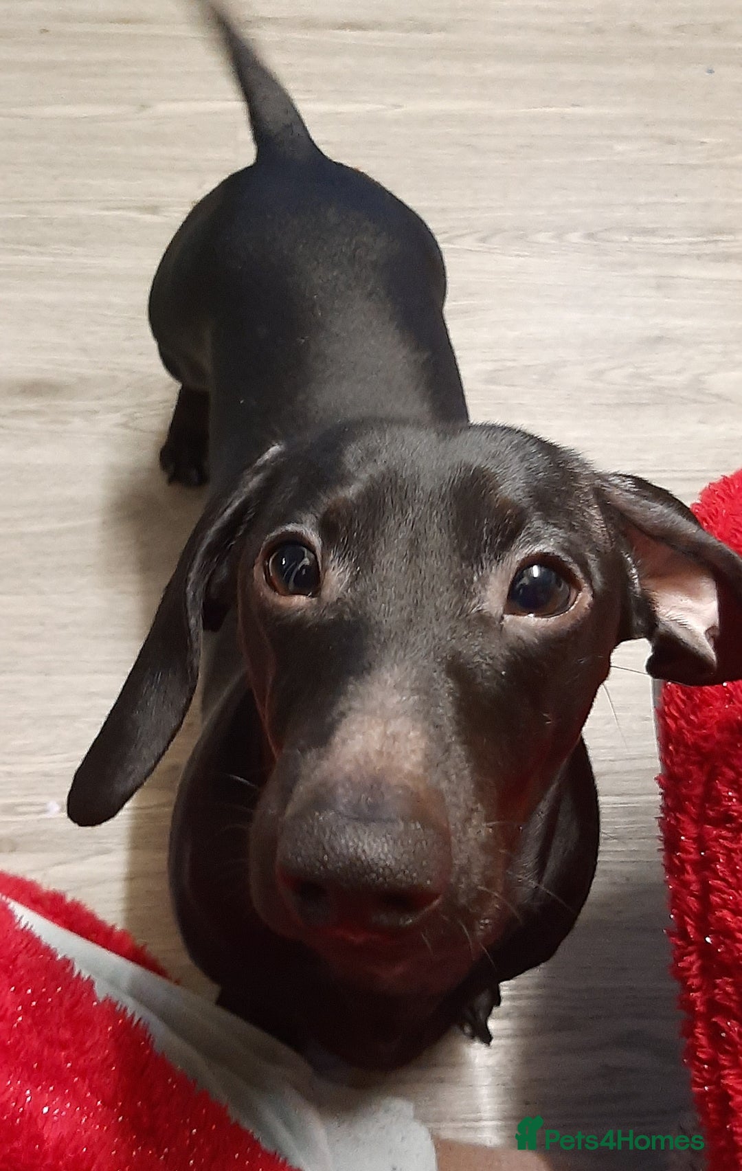 Miniature Dachshund dogs for stud: Pure black miniature dashboard stud - Advert 1