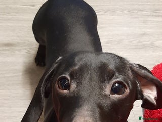 Miniature Dachshund dogs Pure black miniature dashboard stud - Advert 1