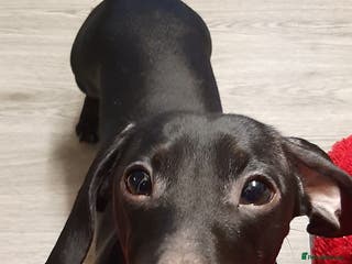 Miniature Dachshund dogs Very rare Pure black miniature dachshund stud - Advert 8