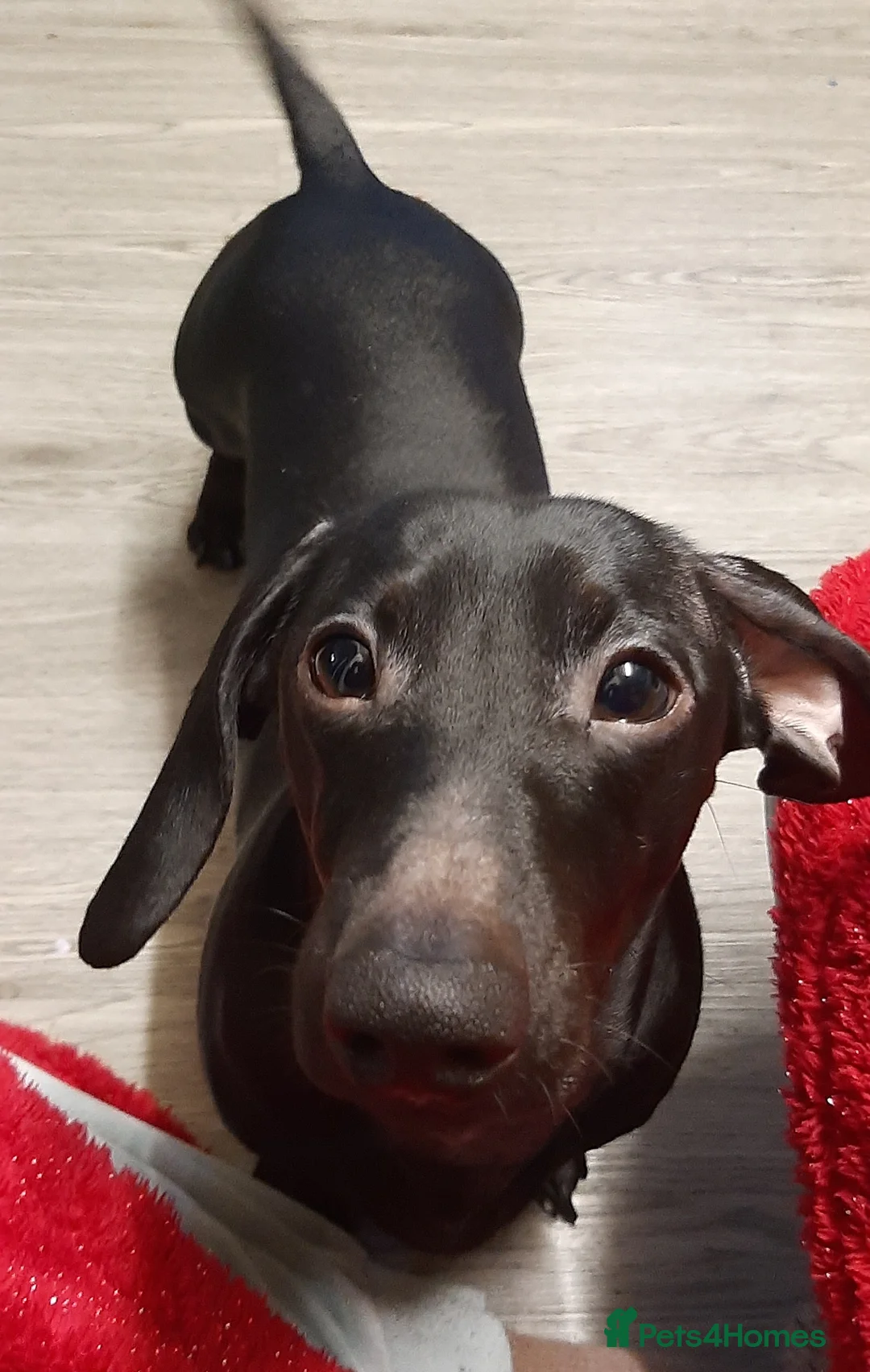 Miniature Dachshund dogs for stud: Very rare Pure black miniature dachshund stud - Advert 1