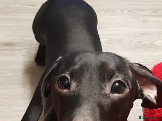 Miniature Dachshund dogs Very rare Pure black miniature dachshund stud - Advert 12