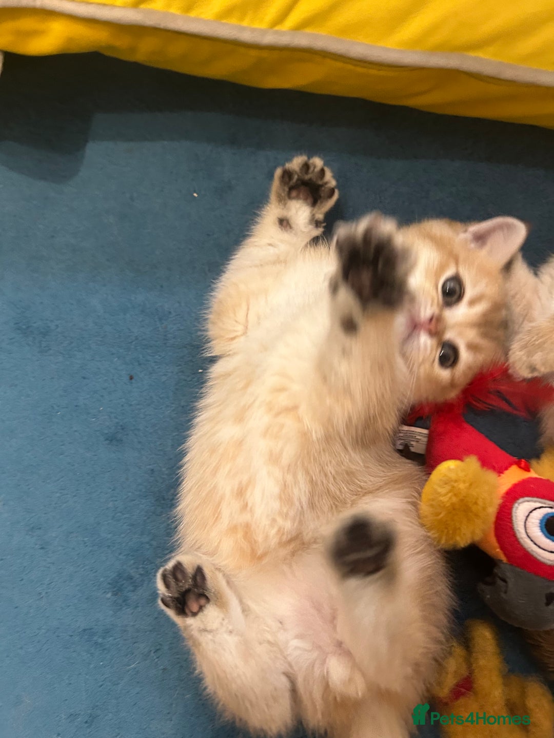 Scottish Fold cats for sale: Gold chinchilla baby’s available  - Advert 4