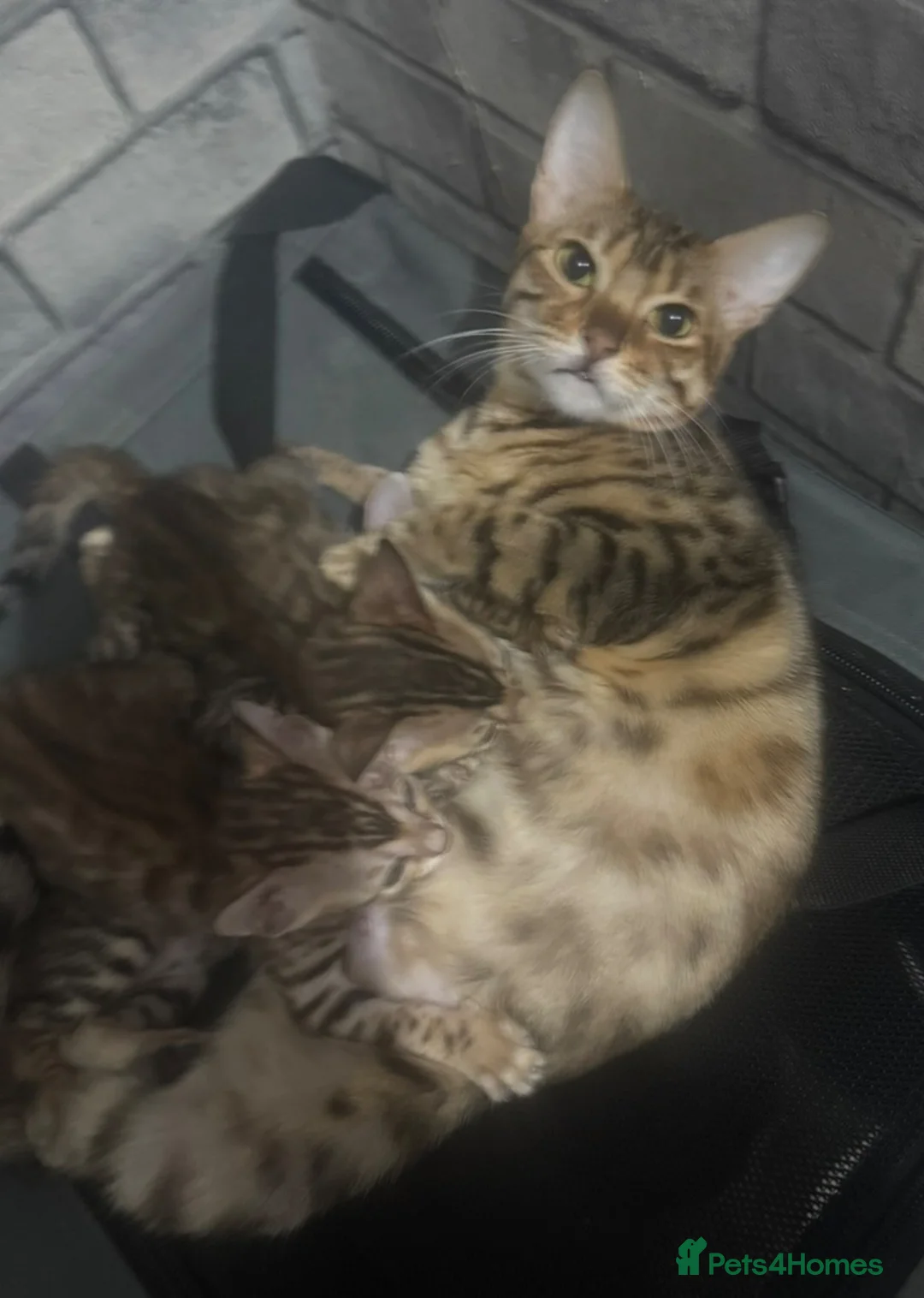 Bengal cats for sale: Beautiful Bengal kittens for loving homes. - Advert 2