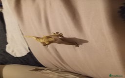 Gecko reptiles for sale: Crested gecko male - Image 11
