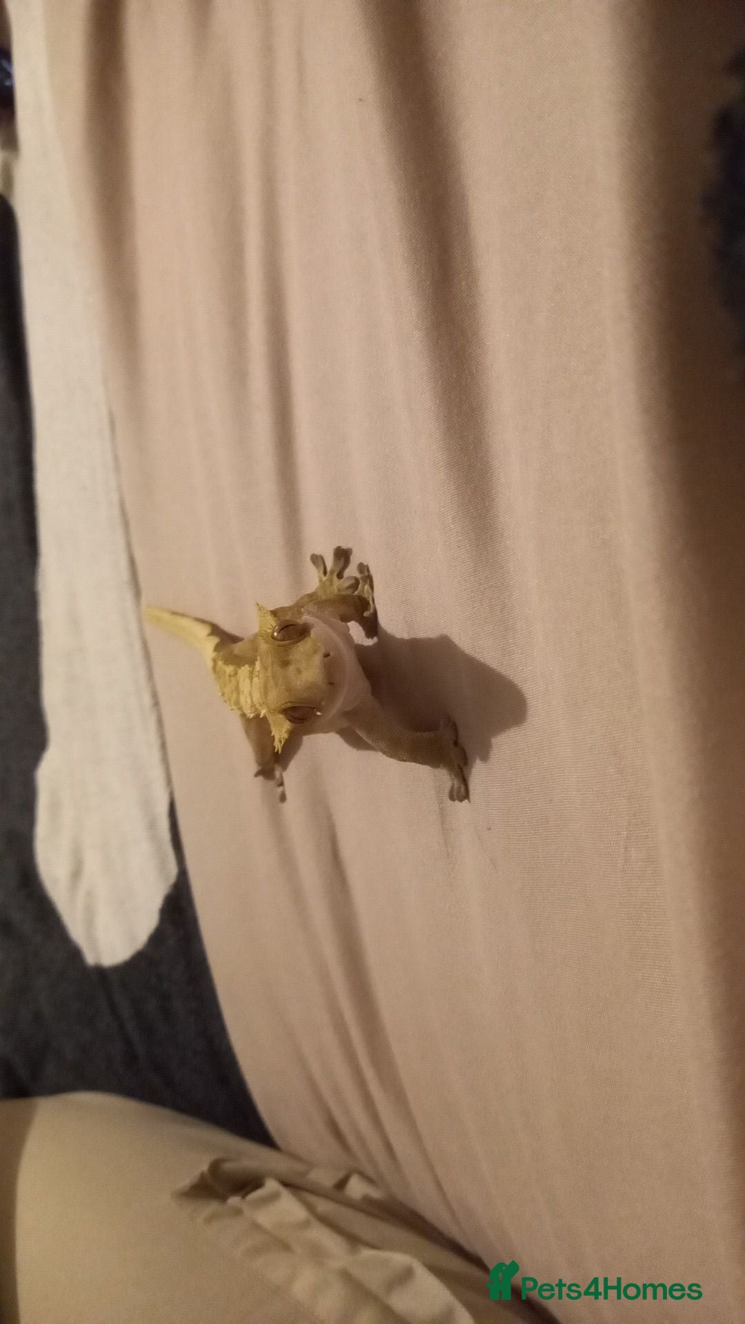 Gecko reptiles for sale: Crested gecko male - Image 11