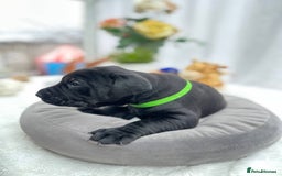 Labrador Retriever dogs for sale: Beautiful Labrador  - Image 9
