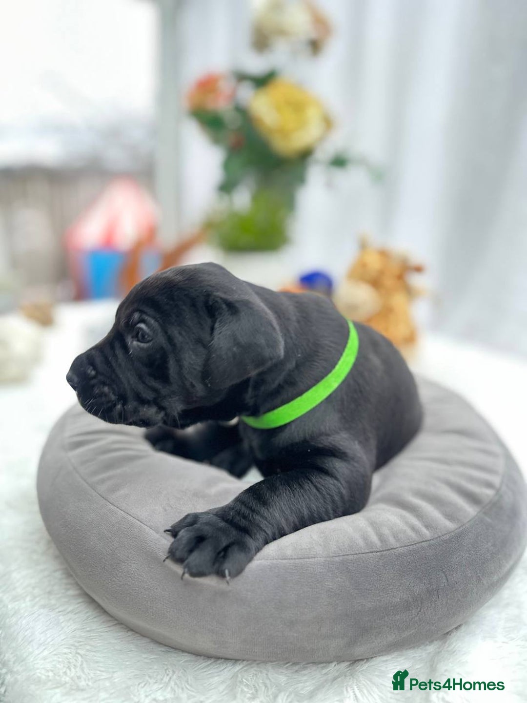 Labrador Retriever dogs for sale: Beautiful Labrador  - Image 9