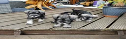 Miniature Schnauzer dogs for sale: Miniature Schnauzer puppies  in Kirkcaldy - Advert 6