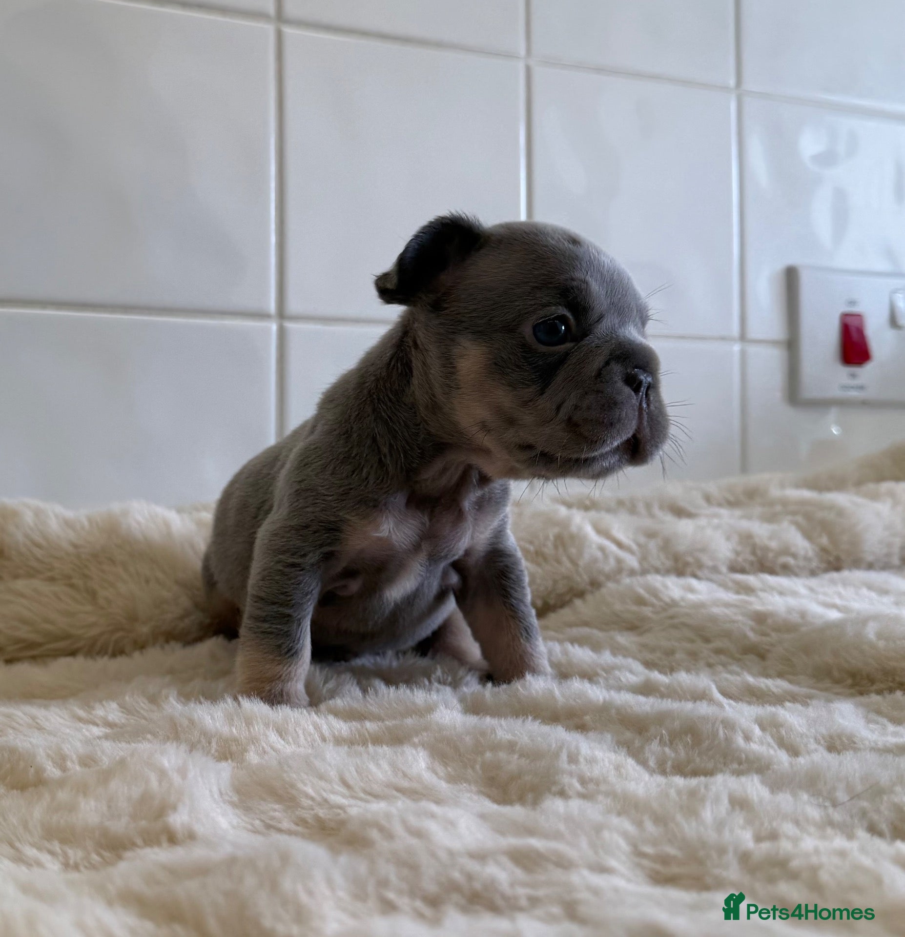 French Bulldog dogs for sale: French bulldog puppy's  - Advert 1