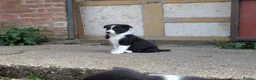 Border Collie dogs for sale: Border Collie Puppies for sale - Advert 11