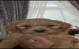 Mixed Breed dogs for sale: Cavapoochon Puppies 🌟🌟 1 Girl remaining 🌟🌟 - Image 2