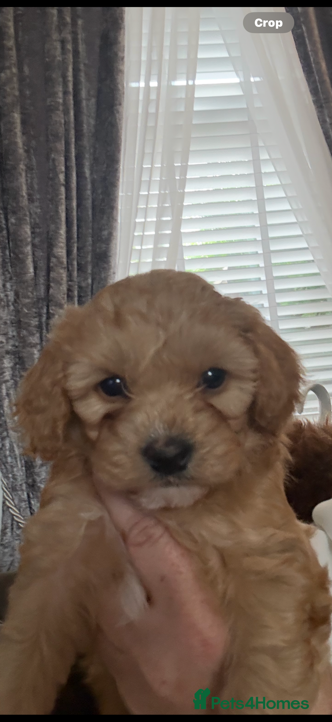 Mixed Breed dogs for sale: Cavapoochon Puppies 🌟🌟 1 Girl remaining 🌟🌟 - Image 2
