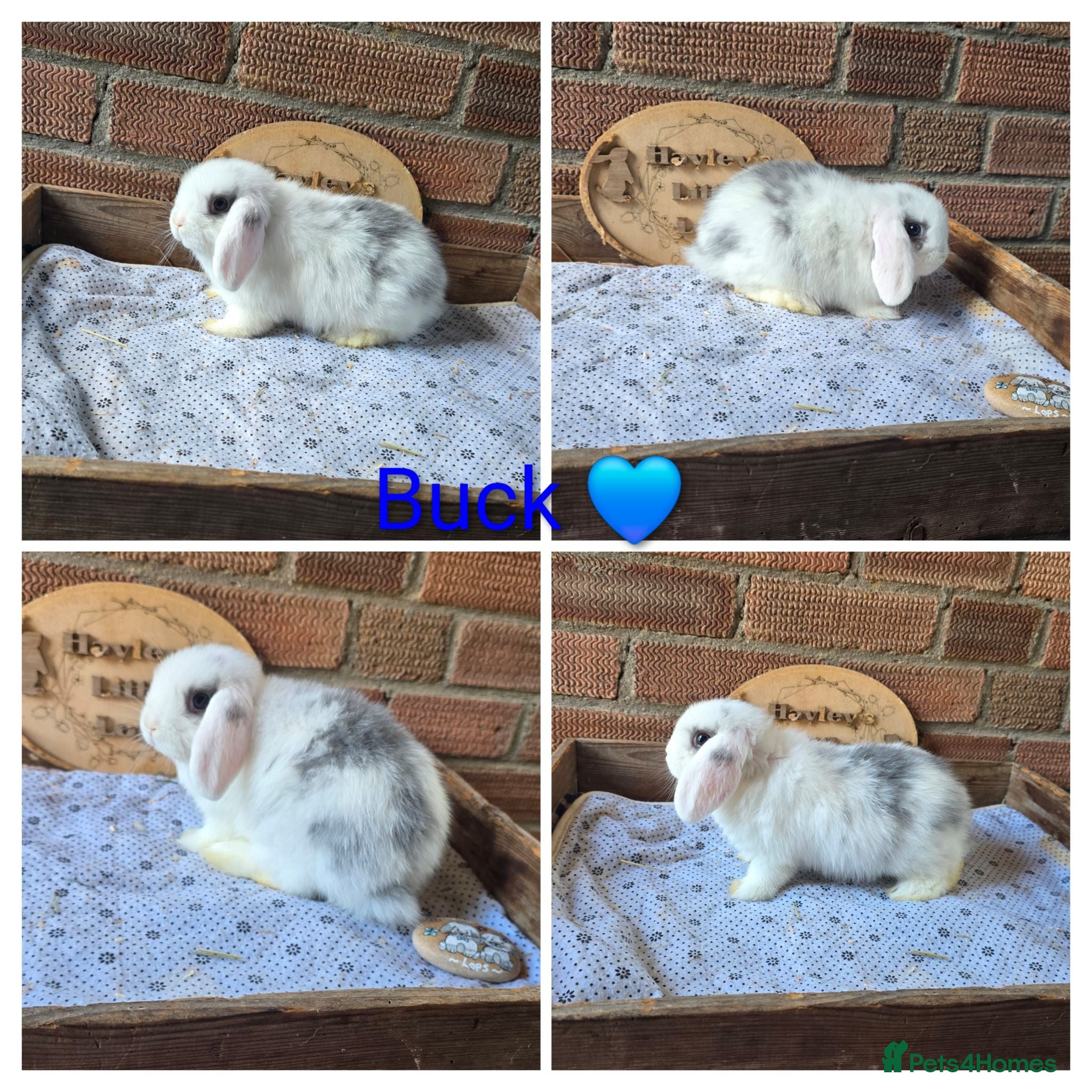Mini Lop rabbits READY NOW Gorgeous pure breed mini lops  - Advert 1