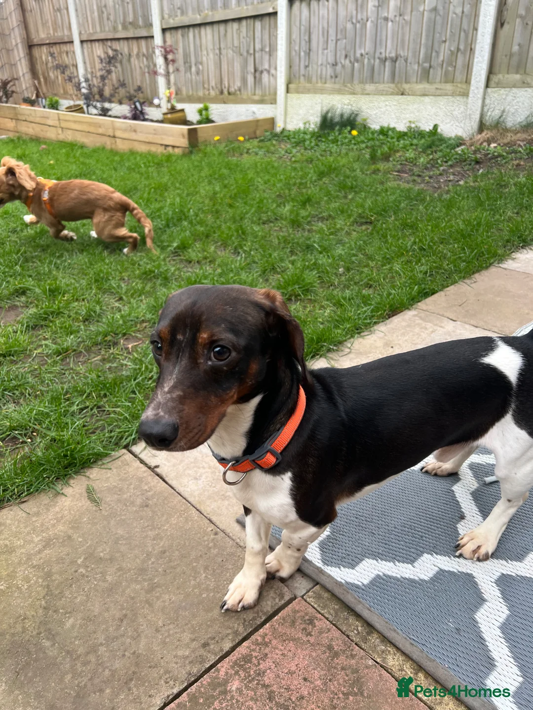 Mixed Breed dogs for sale: Dachshund cross cavalier  in Bromsgrove - Advert 1