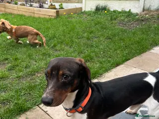 Mixed Breed dogs Dachshund cross cavalier - Advert 2