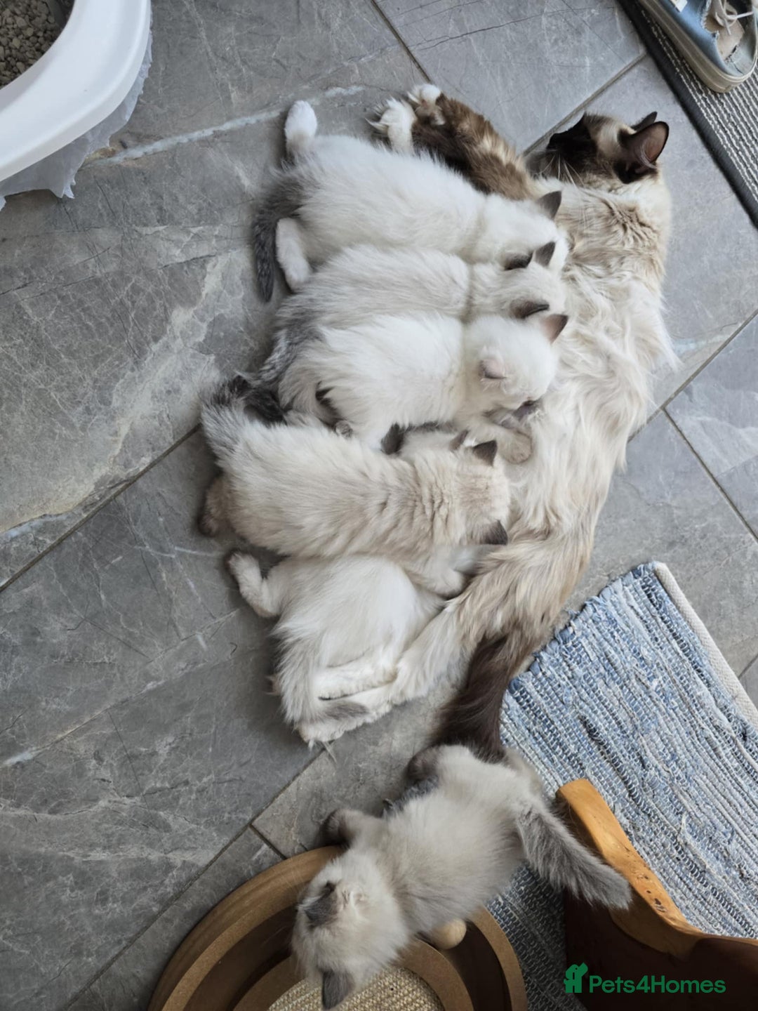 Ragdoll cats for sale: Beautiful ragdoll kittens - Image 39