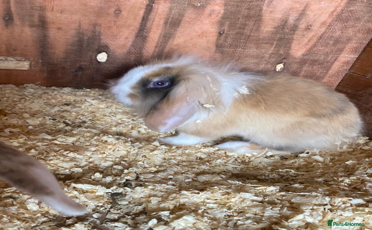 Mini Lop rabbits - Advert 1